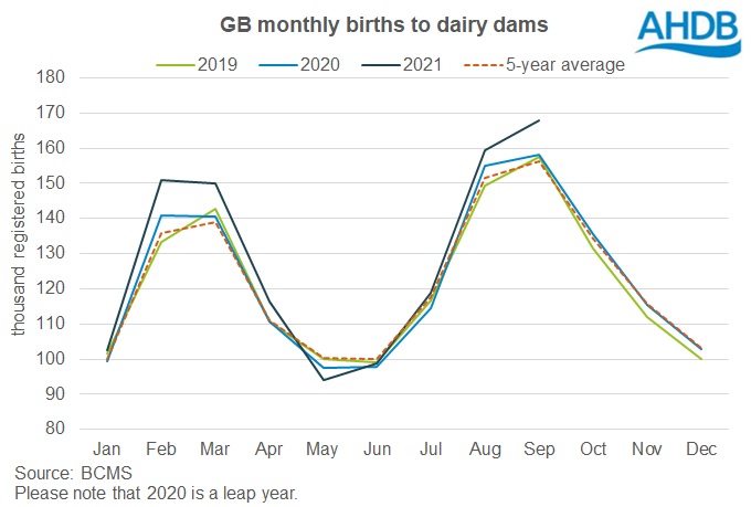 graph of calf registrations to dairy dams to Sep 21